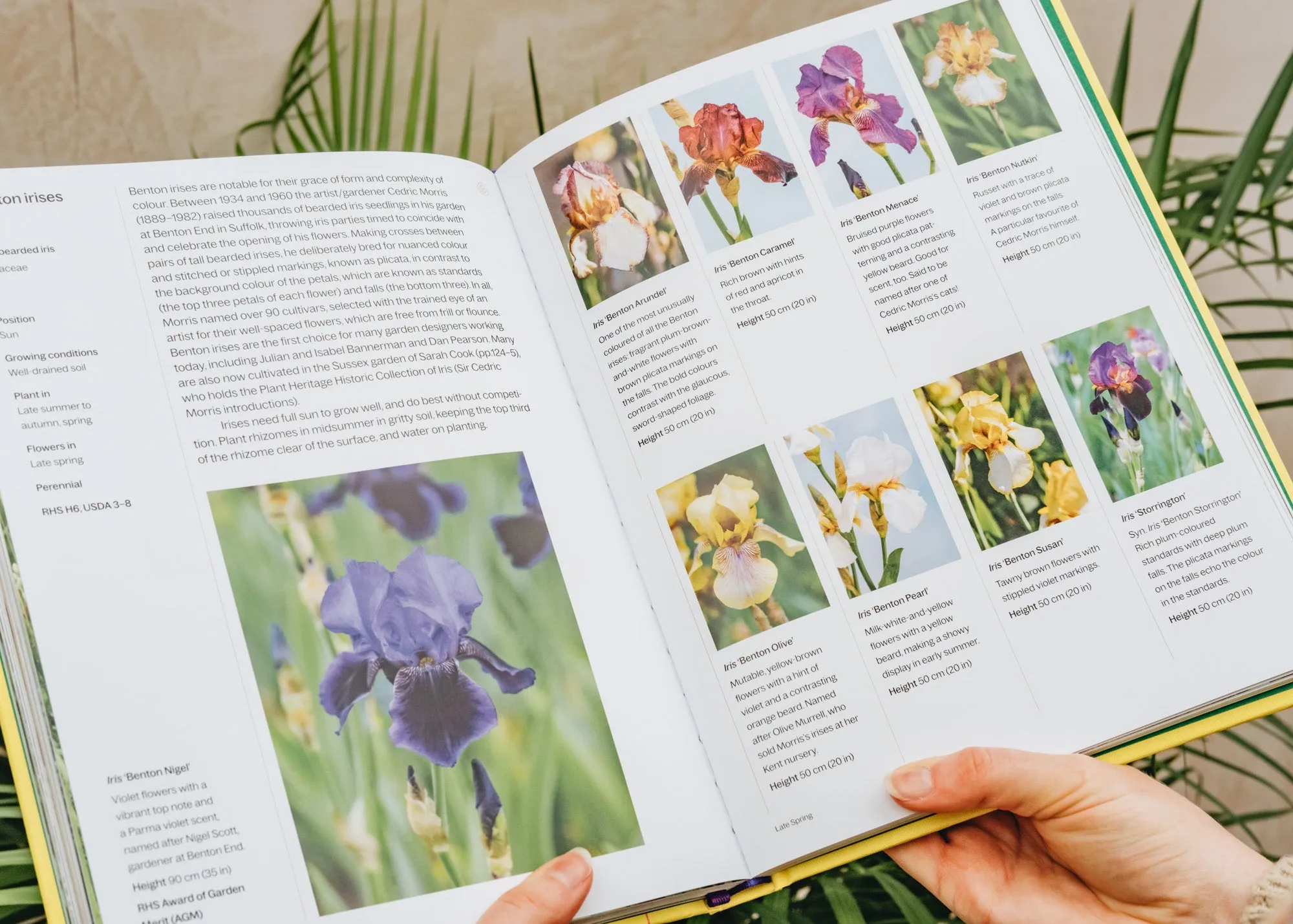 A Year in Bloom: Flowering Bulbs for Every Season