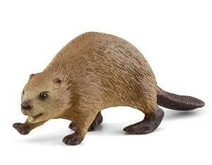 Beaver