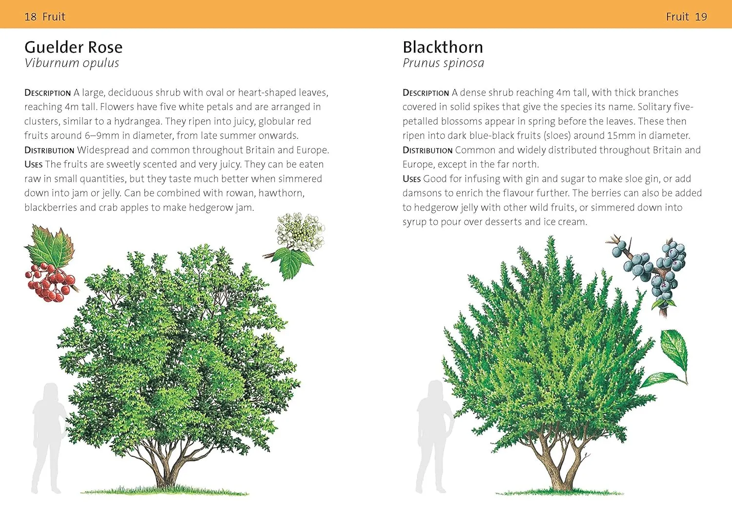 Bloomsbury Concise Foraging Guide by Tiffany Francis-Baker