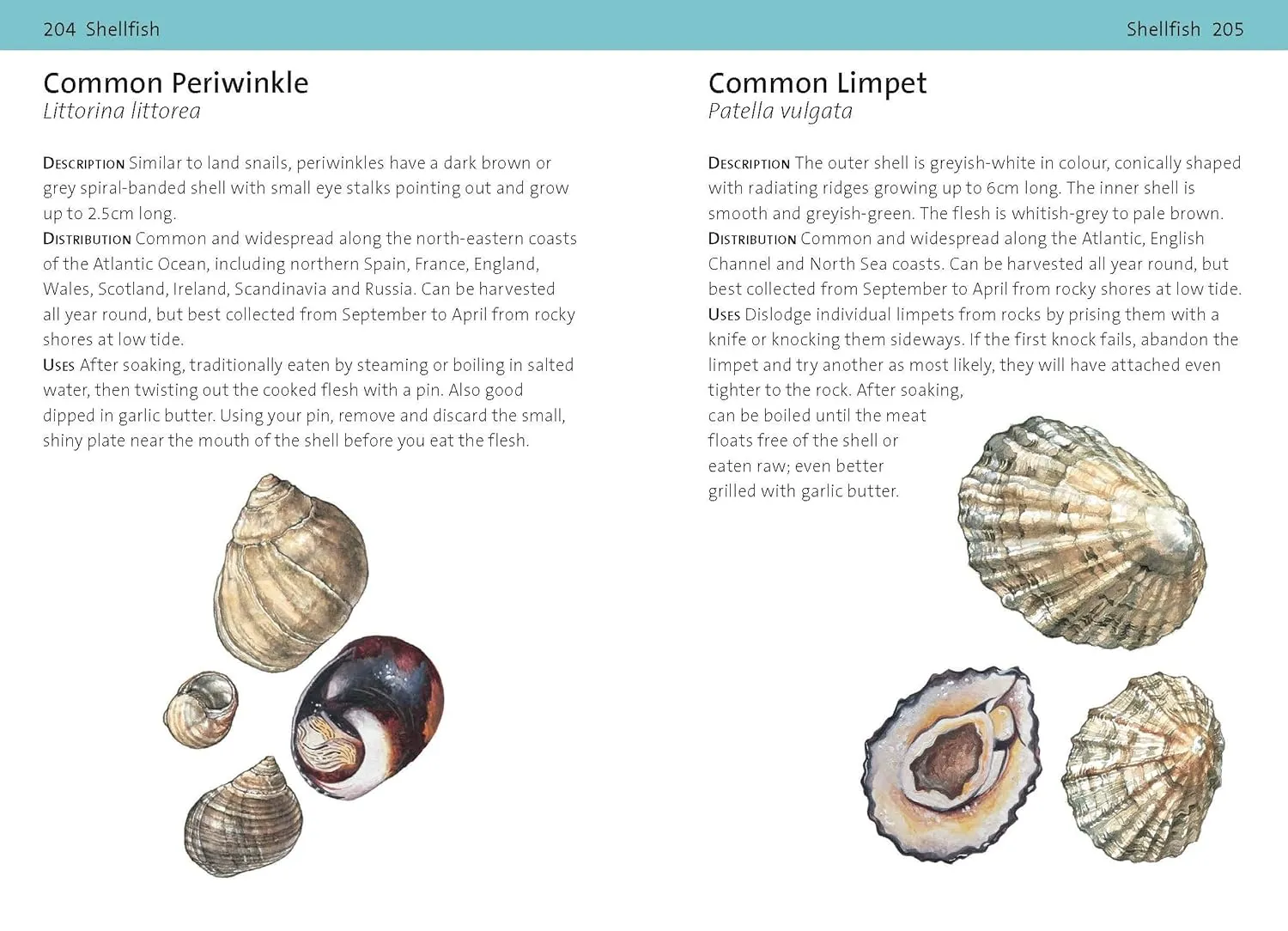 Bloomsbury Concise Foraging Guide by Tiffany Francis-Baker