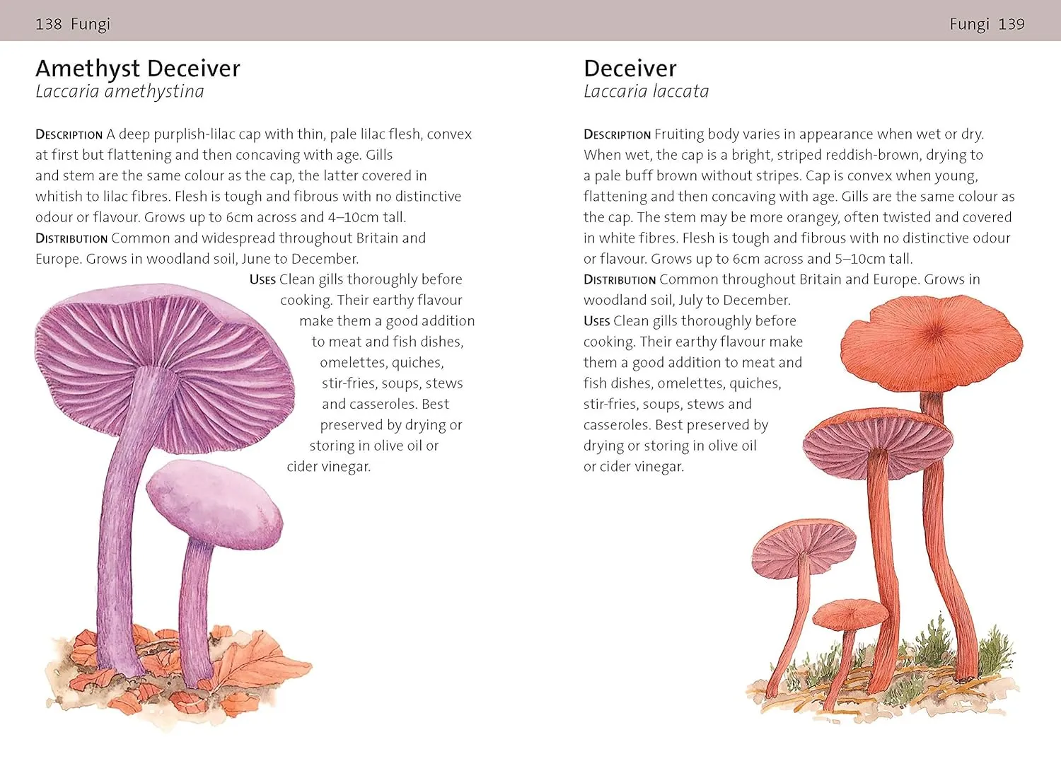 Bloomsbury Concise Foraging Guide by Tiffany Francis-Baker