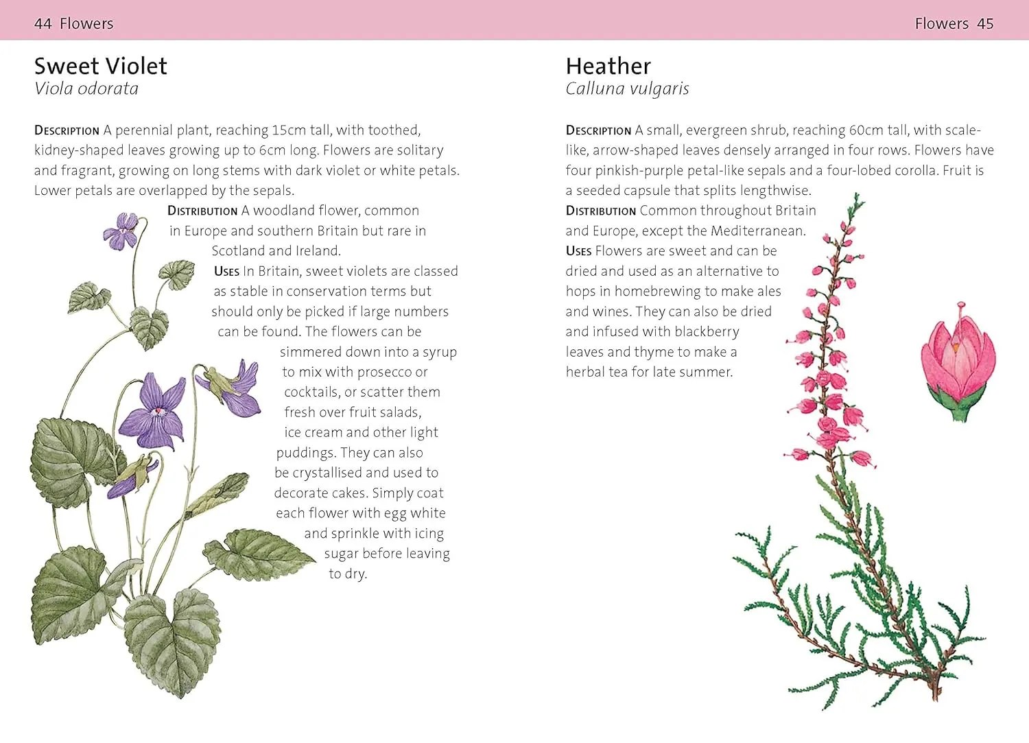 Bloomsbury Concise Foraging Guide by Tiffany Francis-Baker