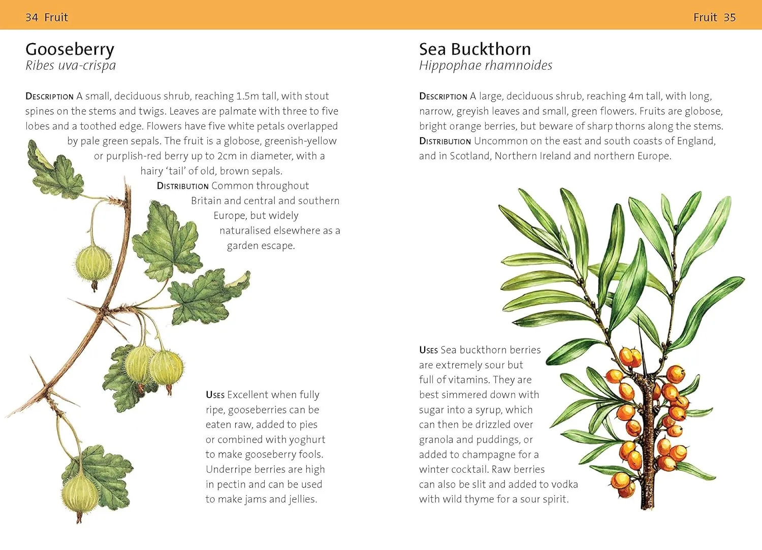 Bloomsbury Concise Foraging Guide by Tiffany Francis-Baker