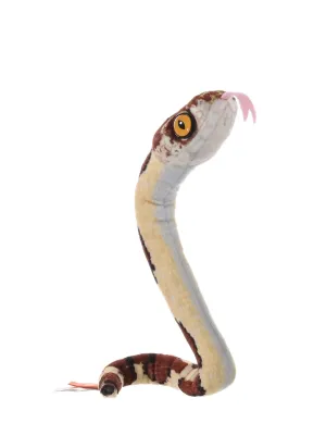 Coilkins Blunt Headed Tree Snake Stuffed Animal - 12"