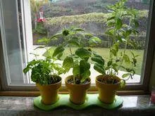 Green Toys Indoor Gardening Set
