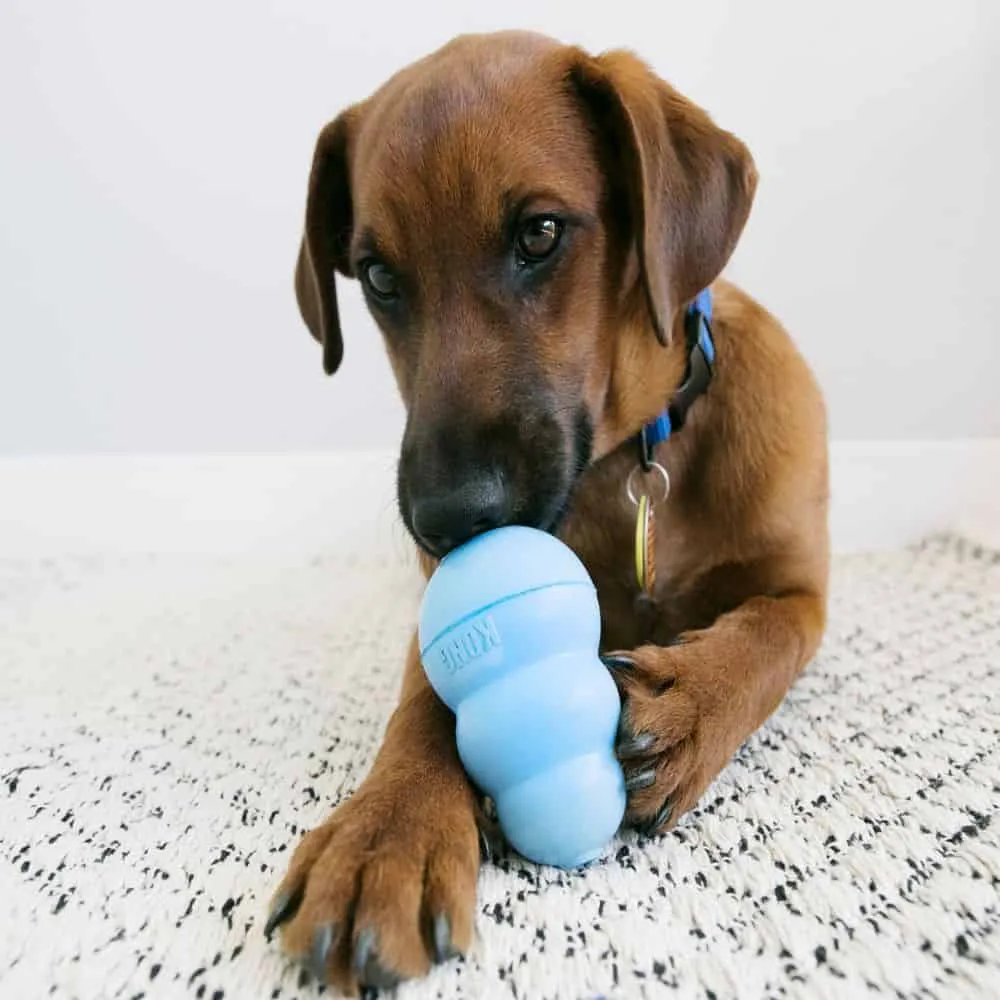 Kong - Puppy Kong