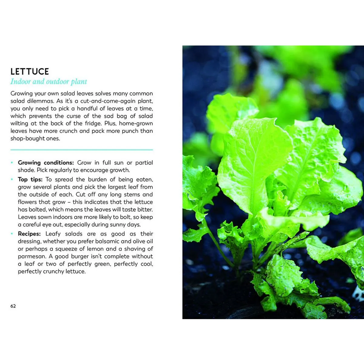 My Tiny Kitchen Garden Book by Felicity Hart