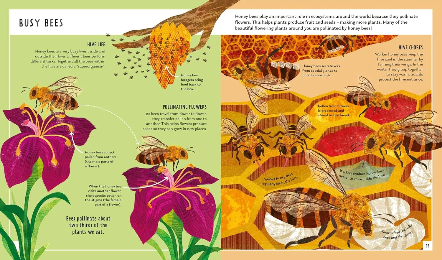 Neon Squid Young Zoologist Honey Bee by Dr Priyadarshini Chakrabarti Basu