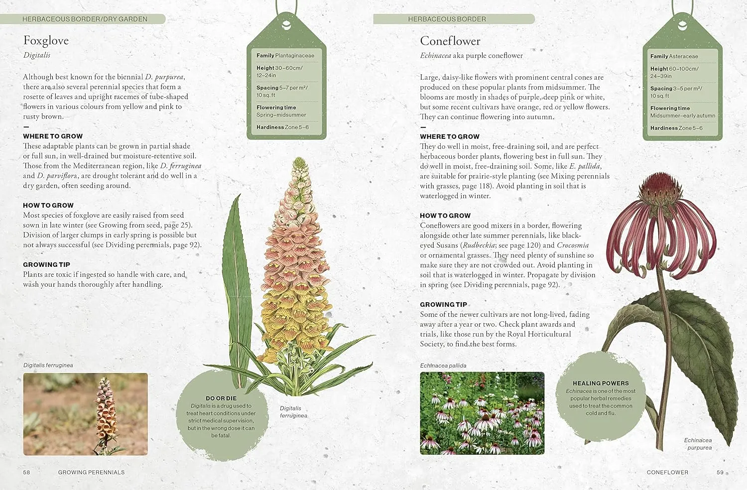 The Kew Gardener's Guide to Growing Perennials Book by Richard Wilford