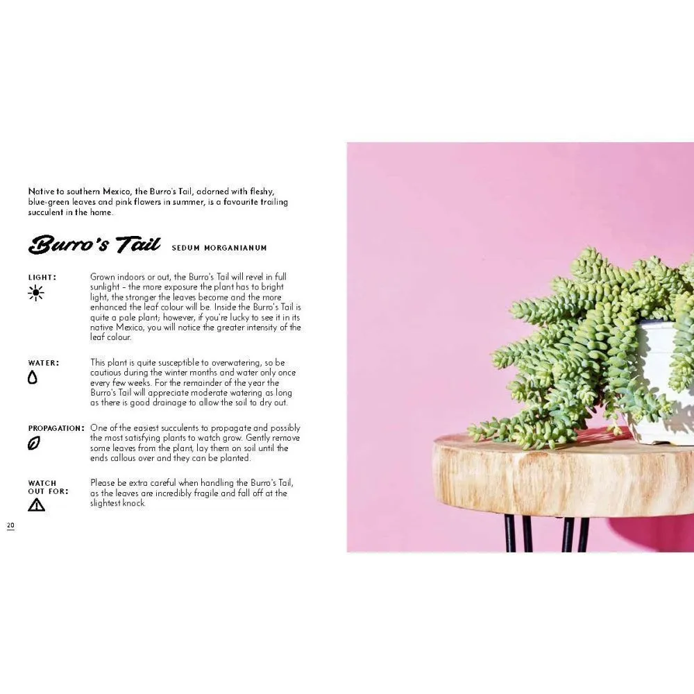 The Little Book Of Cacti by Emma Sibley