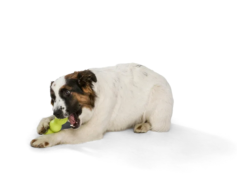 West Paw Zogoflex Rumpus Dog Toy