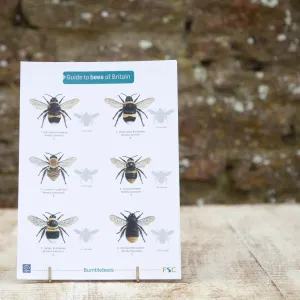 Wildlife World Bees of Britain Field Guide