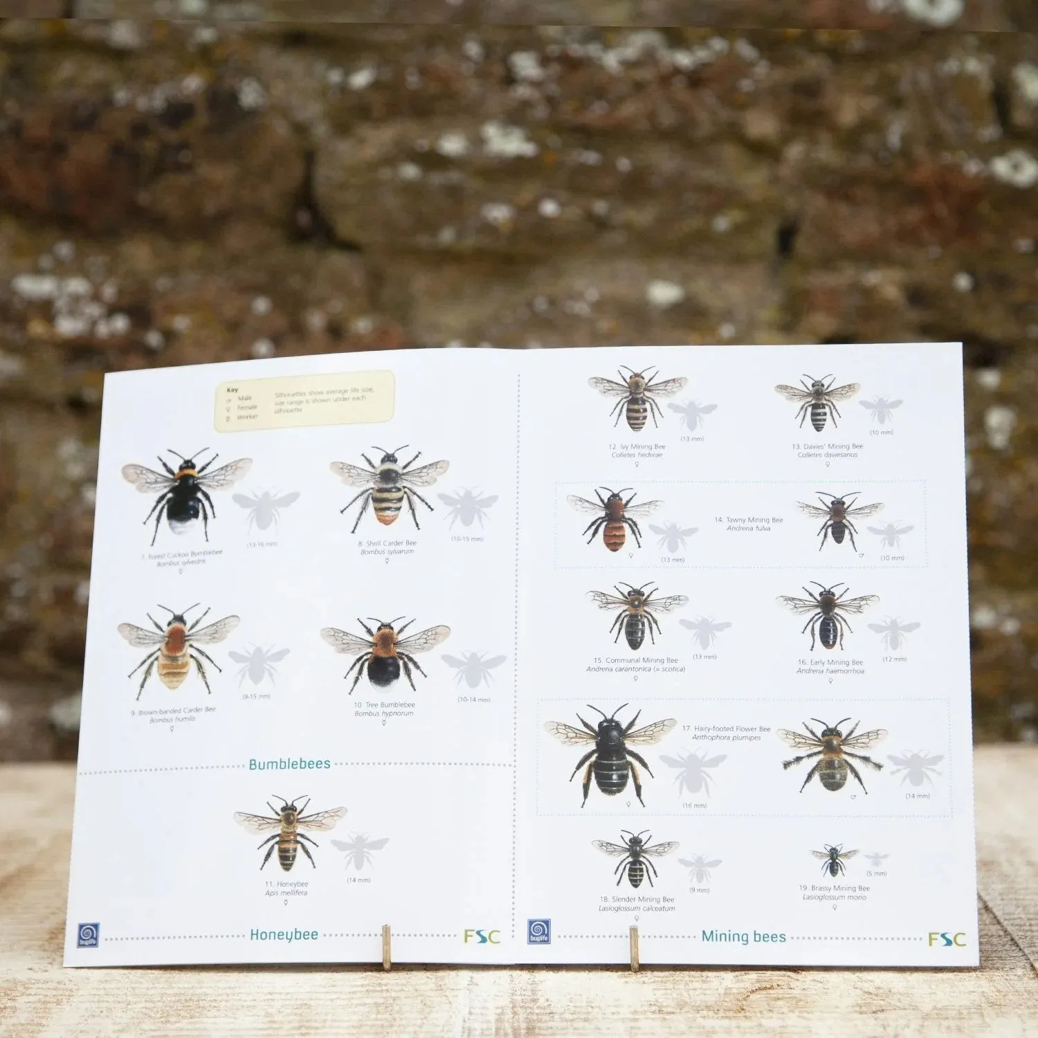 Wildlife World Bees of Britain Field Guide