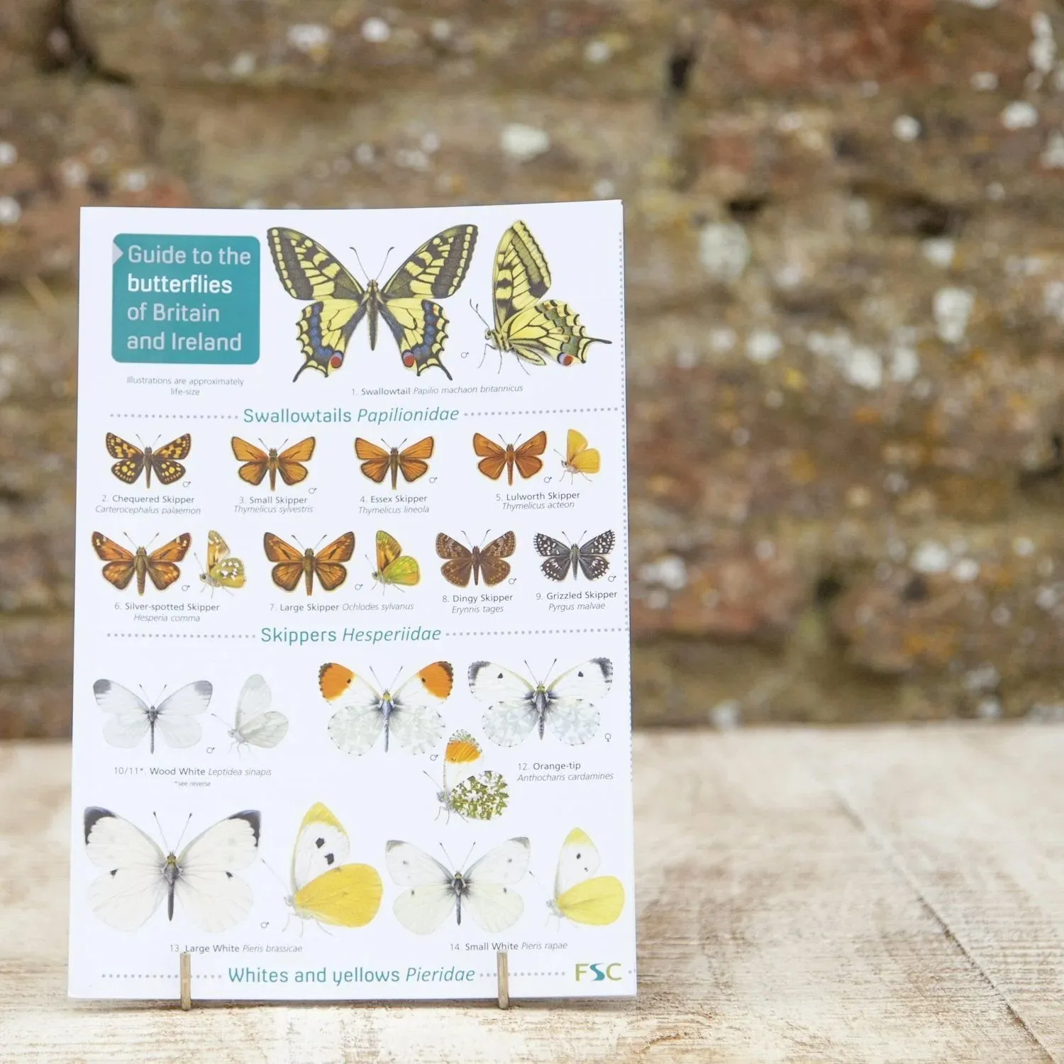 Wildlife World Butterflies Field Guide