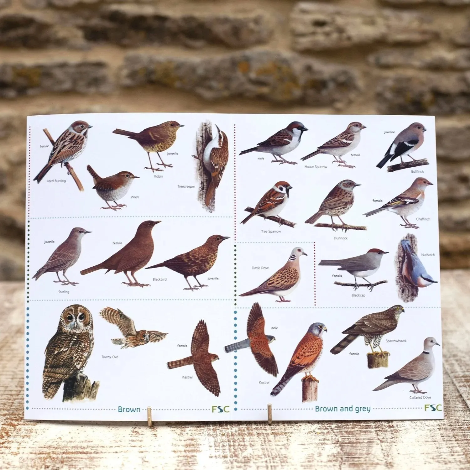 Wildlife World Garden Birds Field Guide
