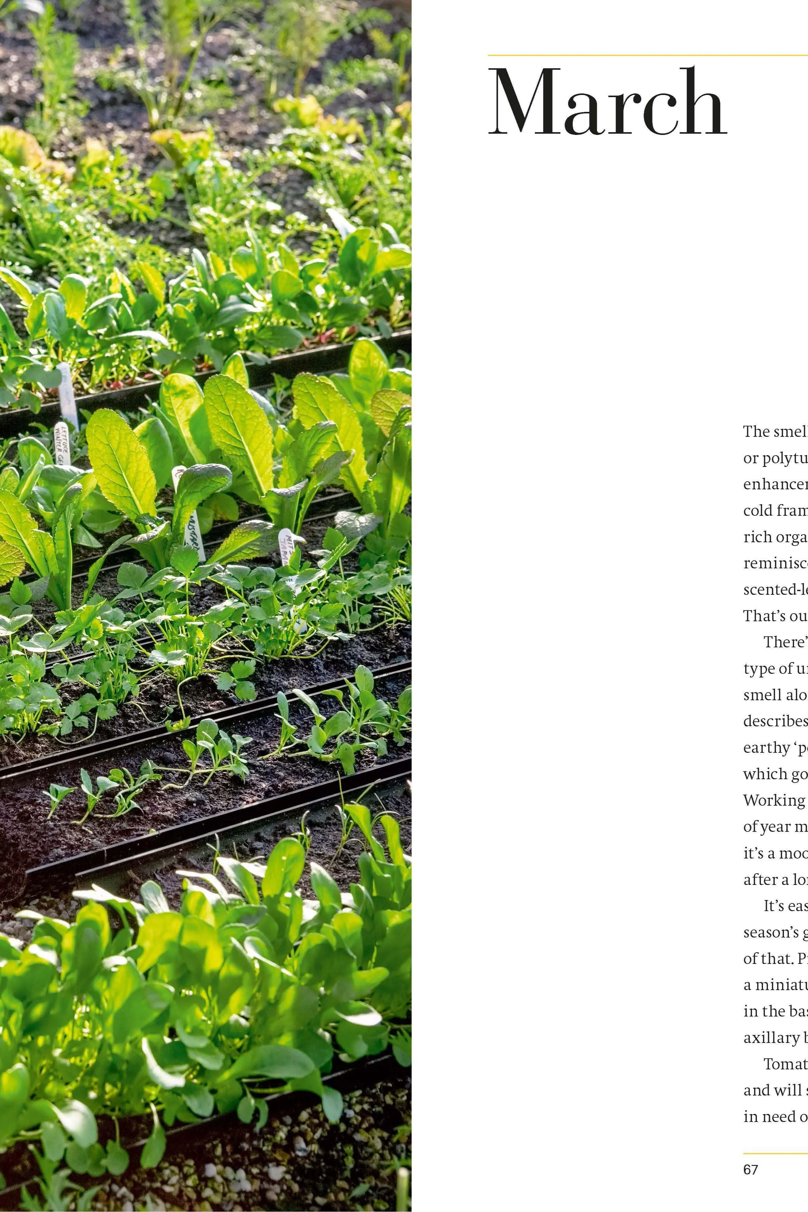 YEAR FULL OF VEG: A HARVEST FOR ALL  SEASONS (HB)